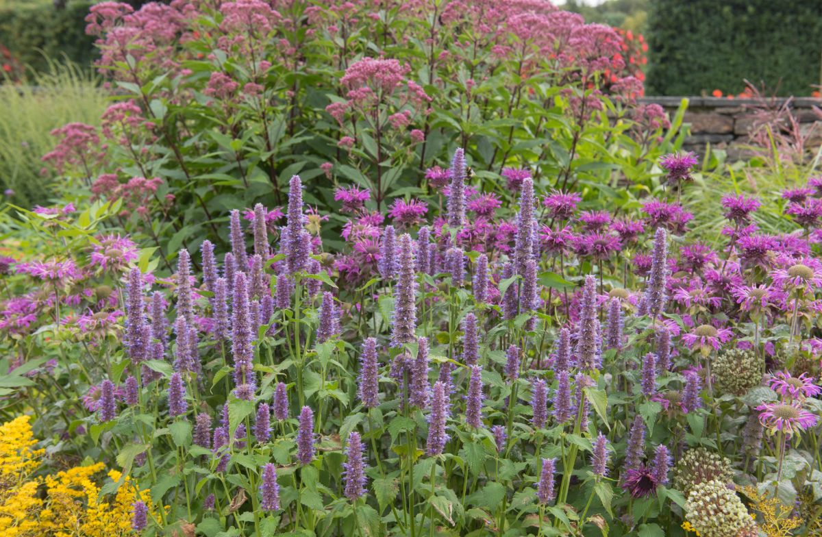 Anise hyssop is a good plant to have in a pollinator garden