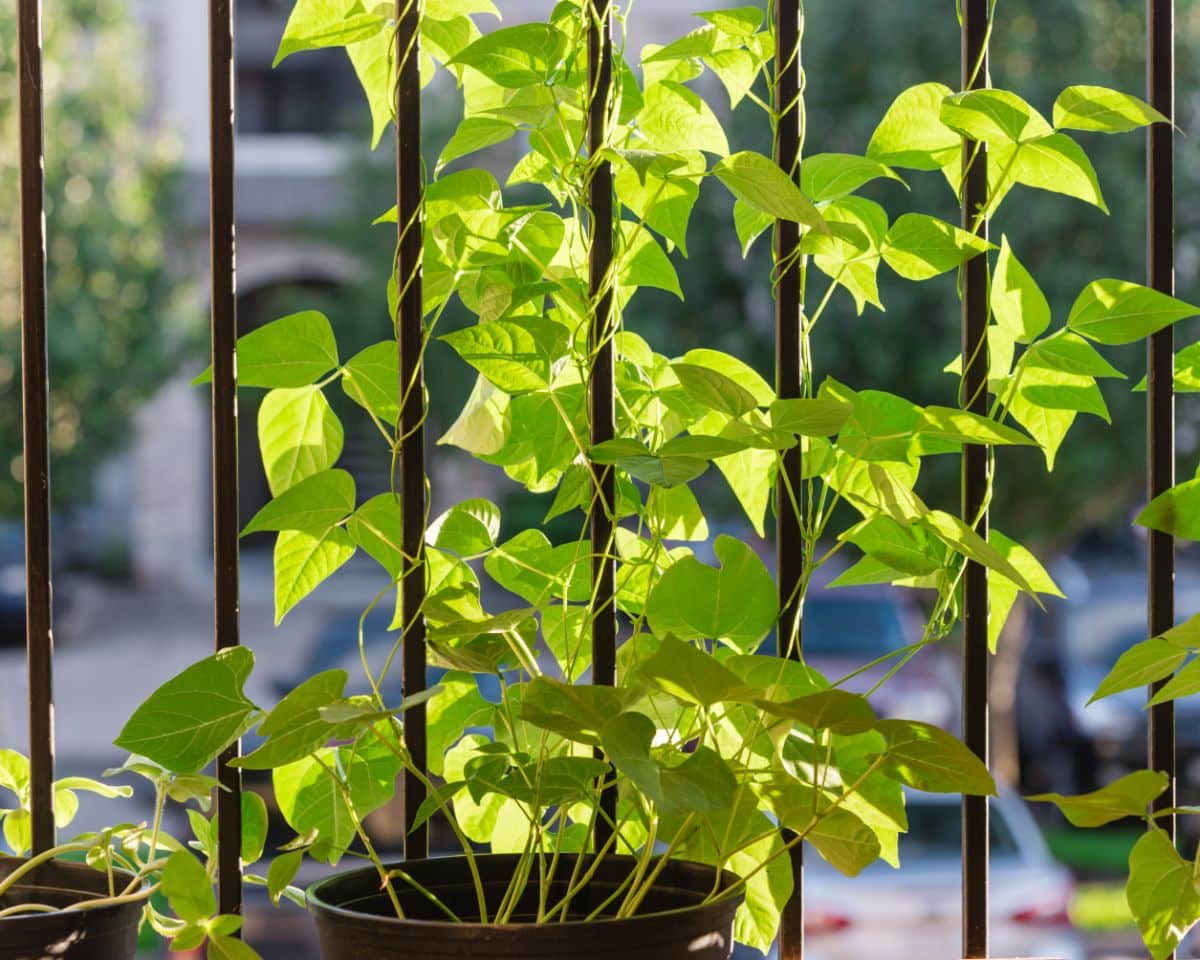 Pole beans growing in a container trellised against a porch rail