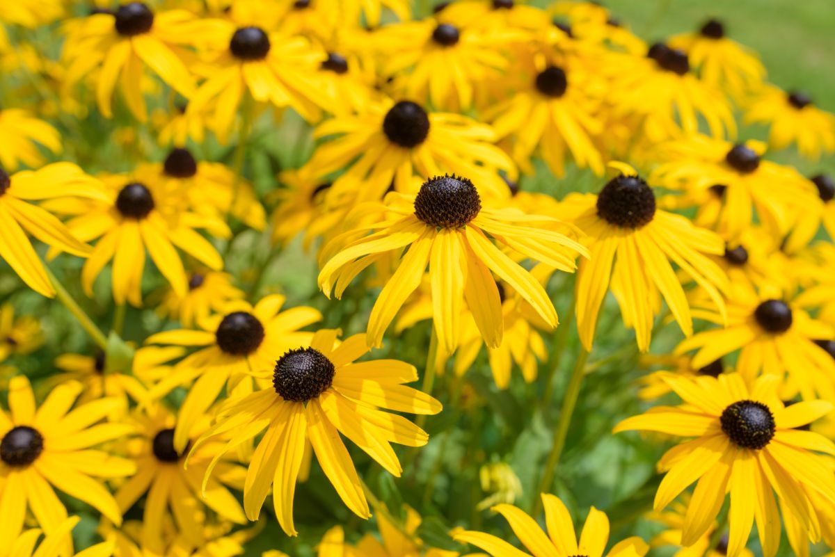 Yellow and brown Black eyed Susan flowers