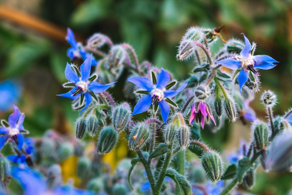 Periwinkle colored borage flowers