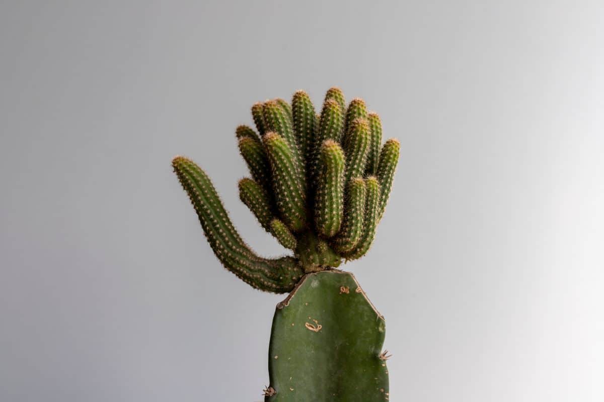 Grafting can result in some unique looking cacti