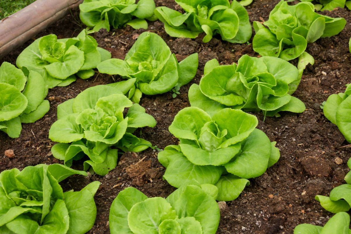 Small young heads of lettuce