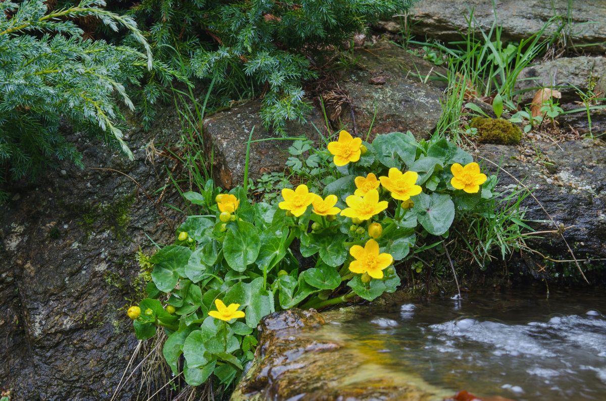 March marigolds bloom yellow against a running water feature