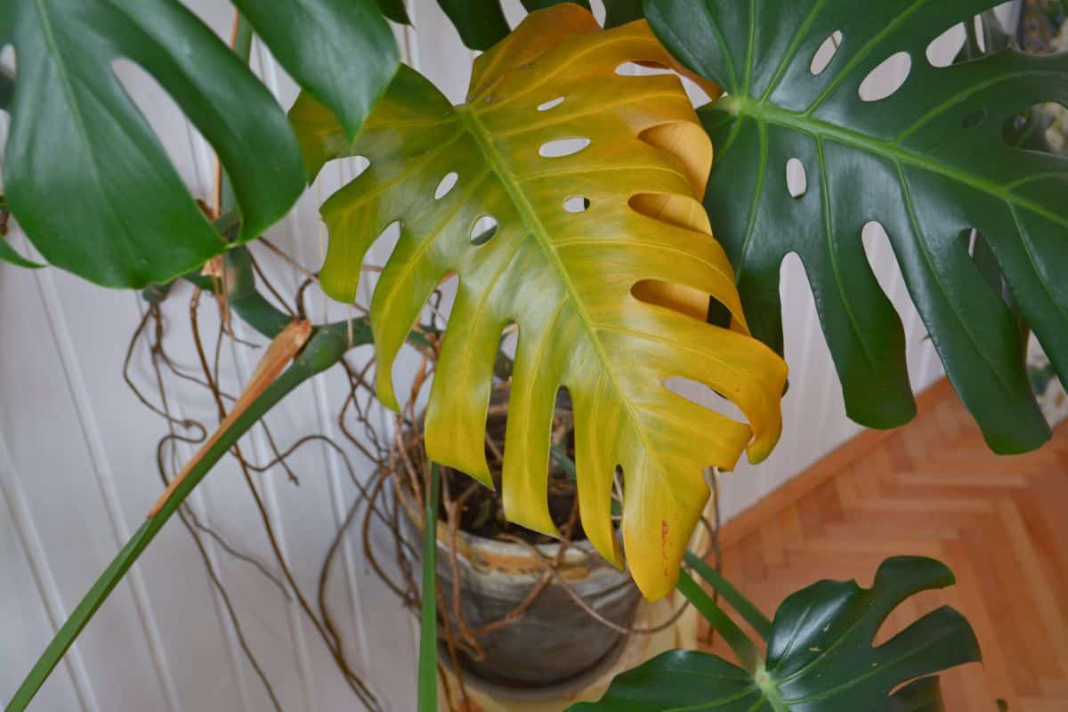 Yellow plant leaves caused by overwatering