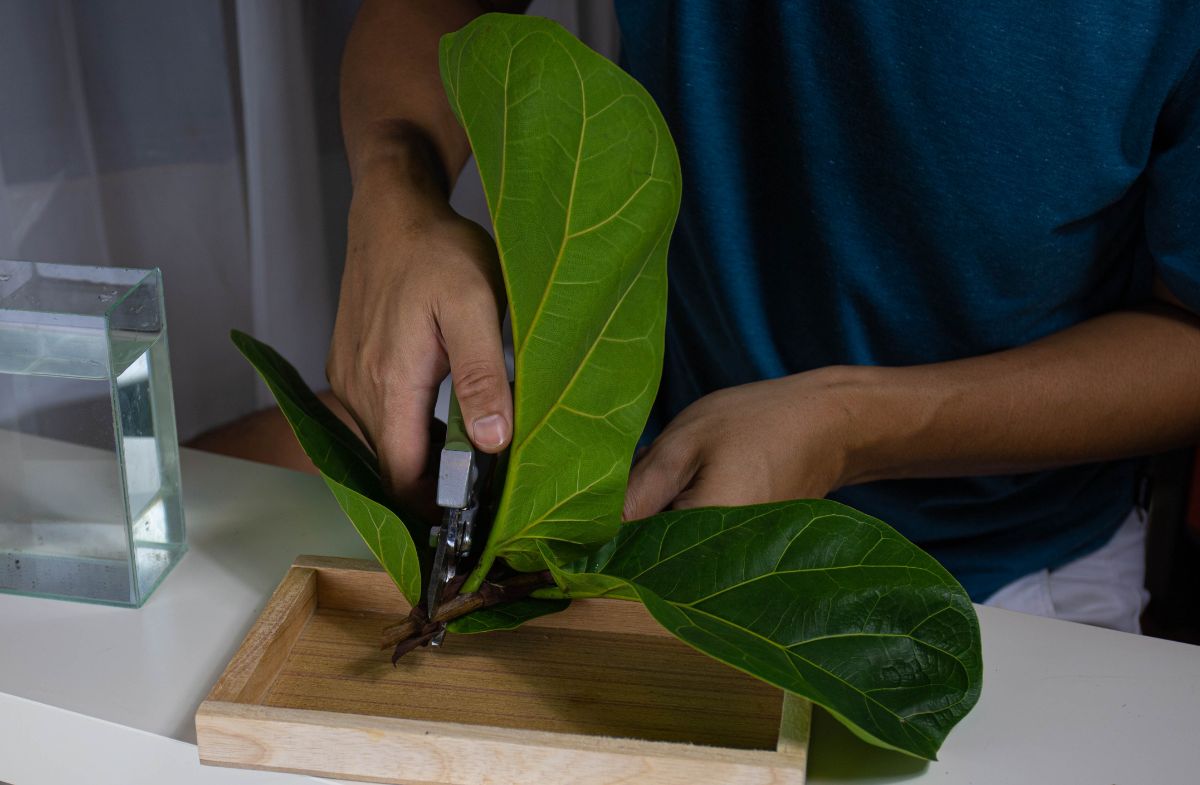 Remove lower leaves to propagate ficus from cuttings