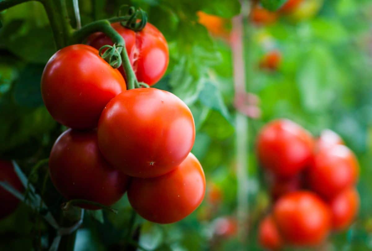 Determinate tomatoes ripening uniformly on the vine.