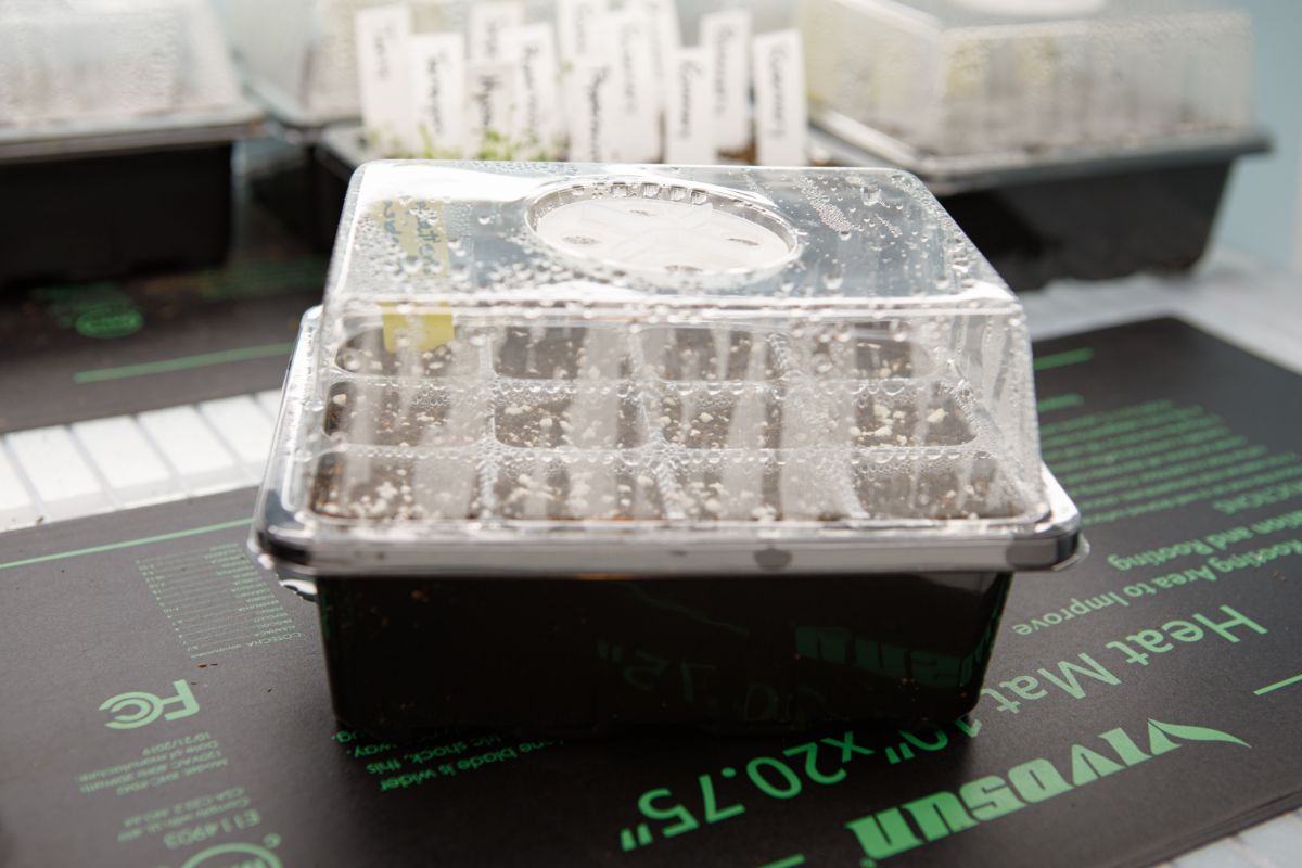 Humidity domes help preserve humidity while cuttings root