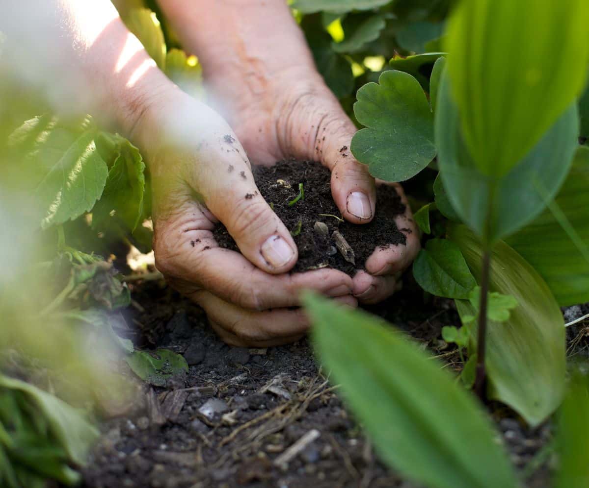 A gardener adds neutral compost to plant soil to balance soil pH