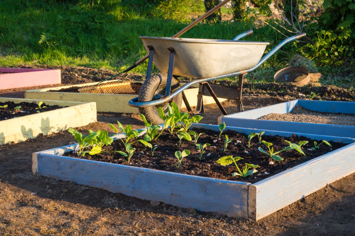 A square foot gardening system is installed in raised beds