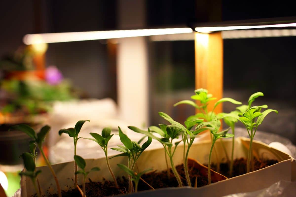 Tomato seedlings sit under close grow lights to stop leggy growth.