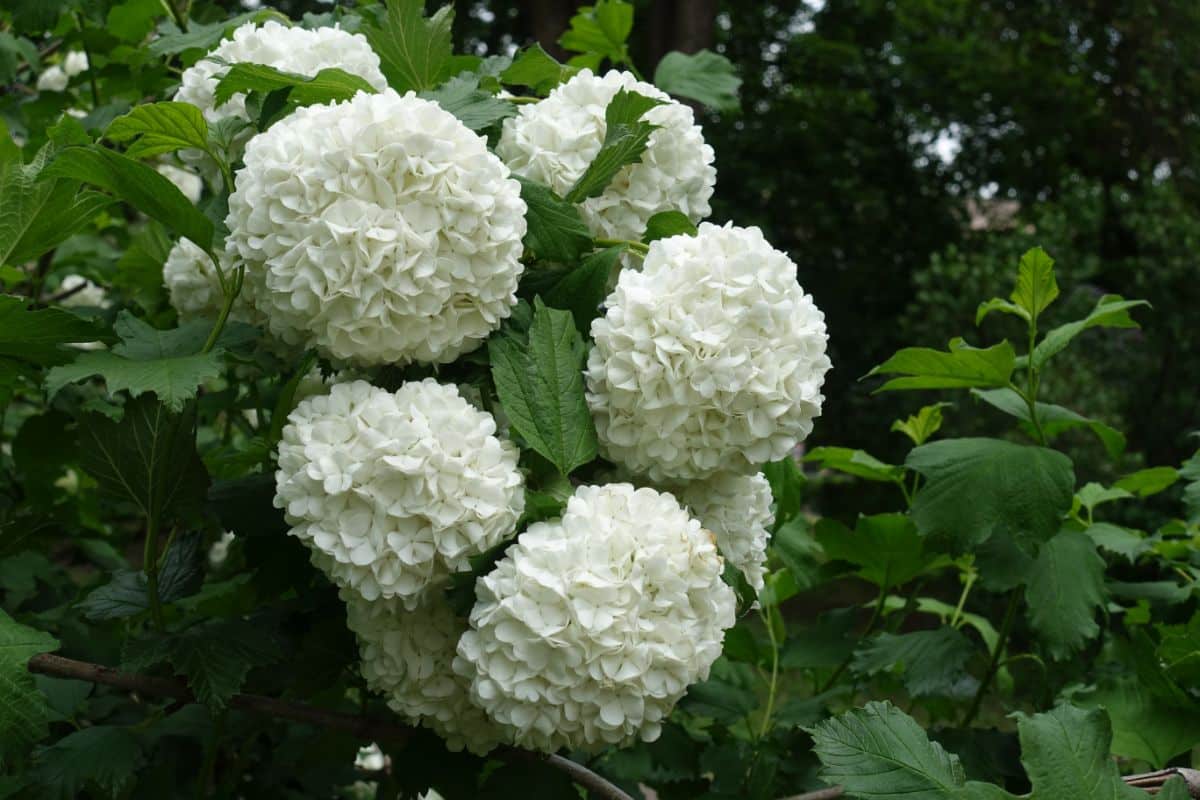 Viburnum can look a lot like hydrangea