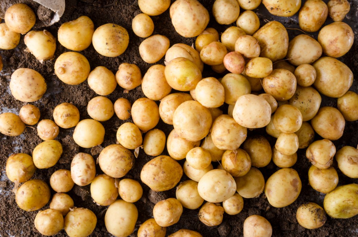 Small yellow potatoes grown in a grow bag