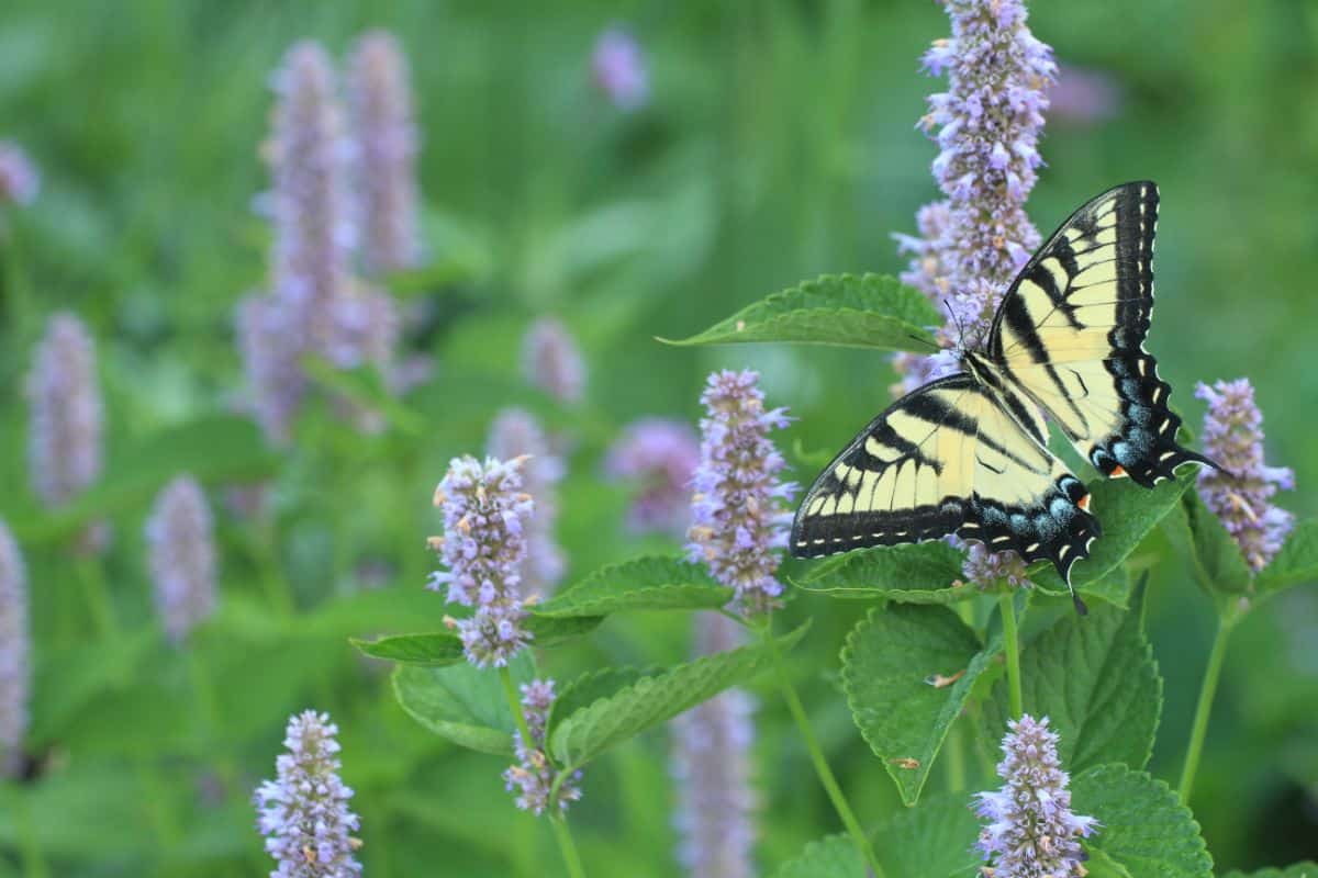 Anise hyssop can easily be propagated by root division too