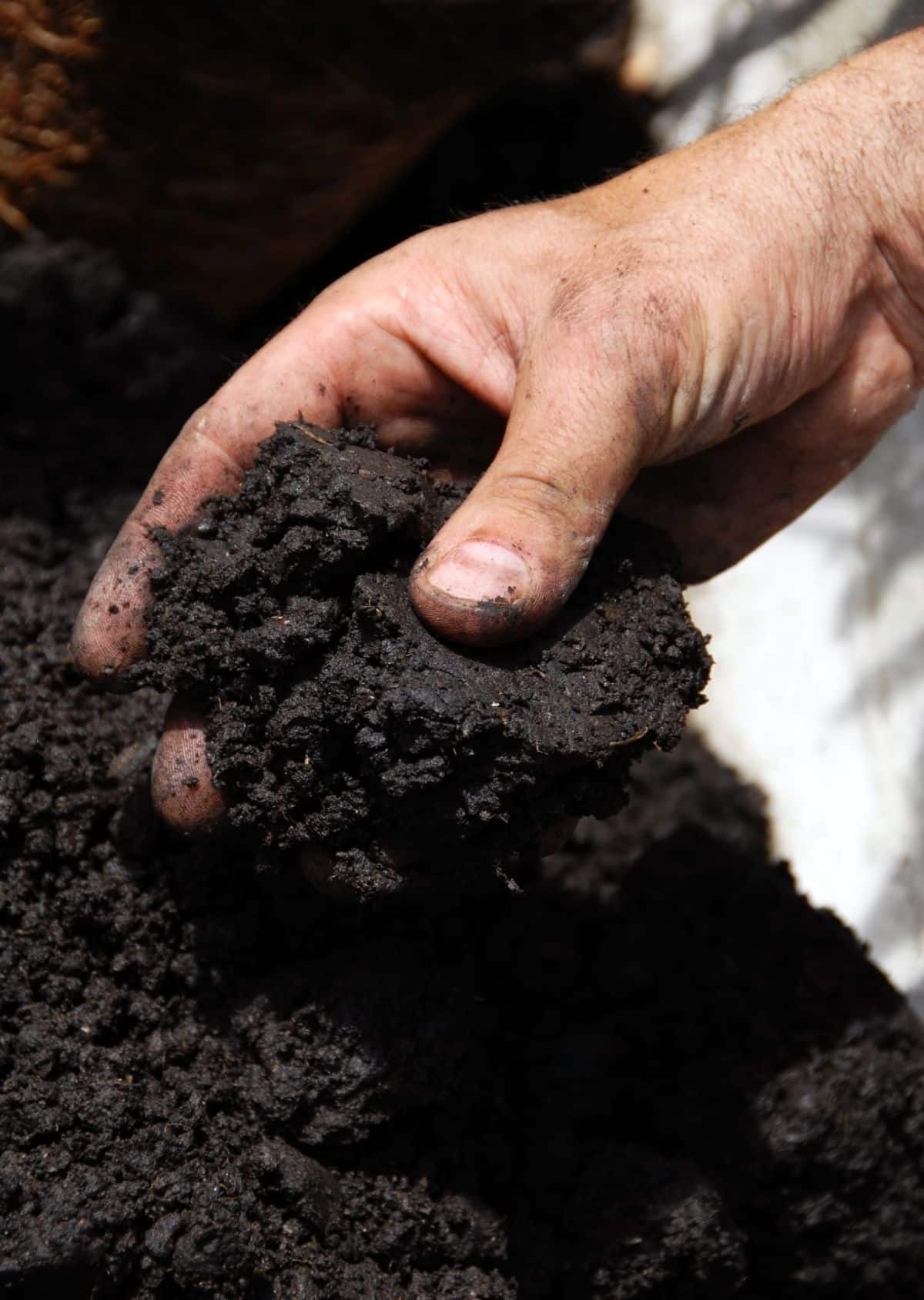 A ball of wet, muddy soil in a gardener’s hand.