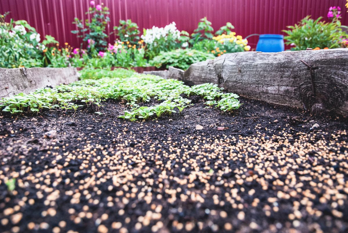 A crop is seeded in a new area of a garden as crops are rotated