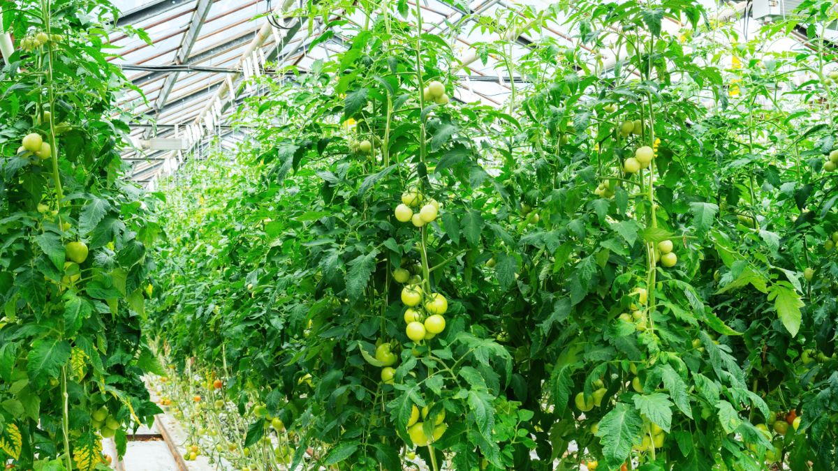 Tall indeterminate tomato plants stretch to the top of a hoop house.
