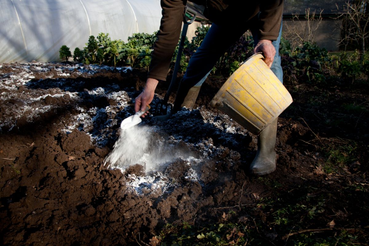 A gardener sprinkles lime into acidic garden soil to sweeten the soil