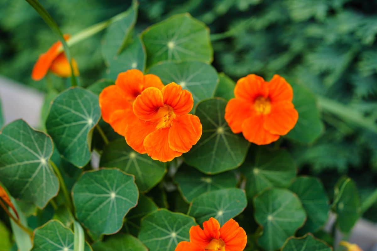 Nasturtiums, a brassica companion plant