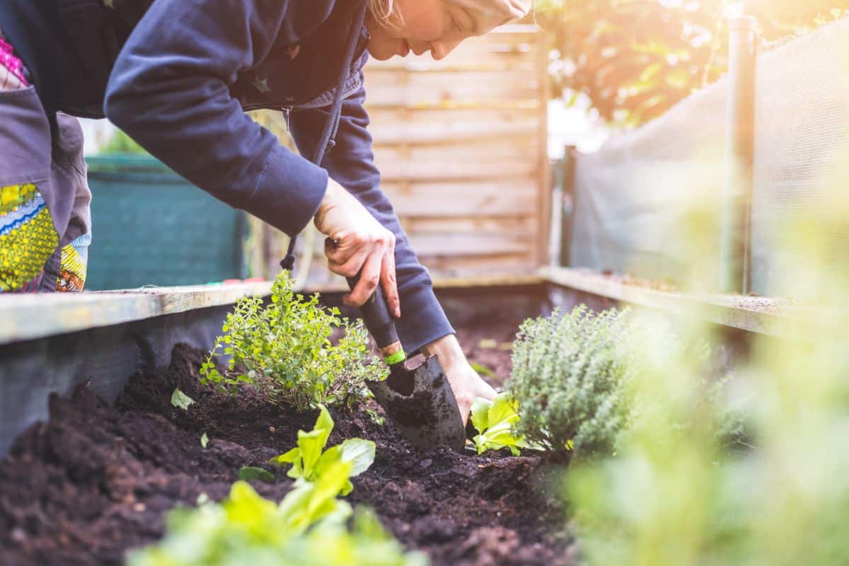 A gardener tends a raised bed with vegetables planted in purchased soil