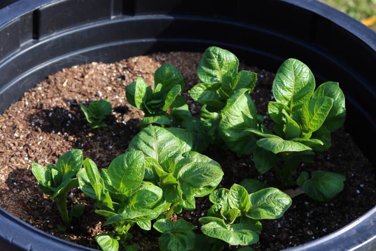 Potatoes growing in a large five gallon planter