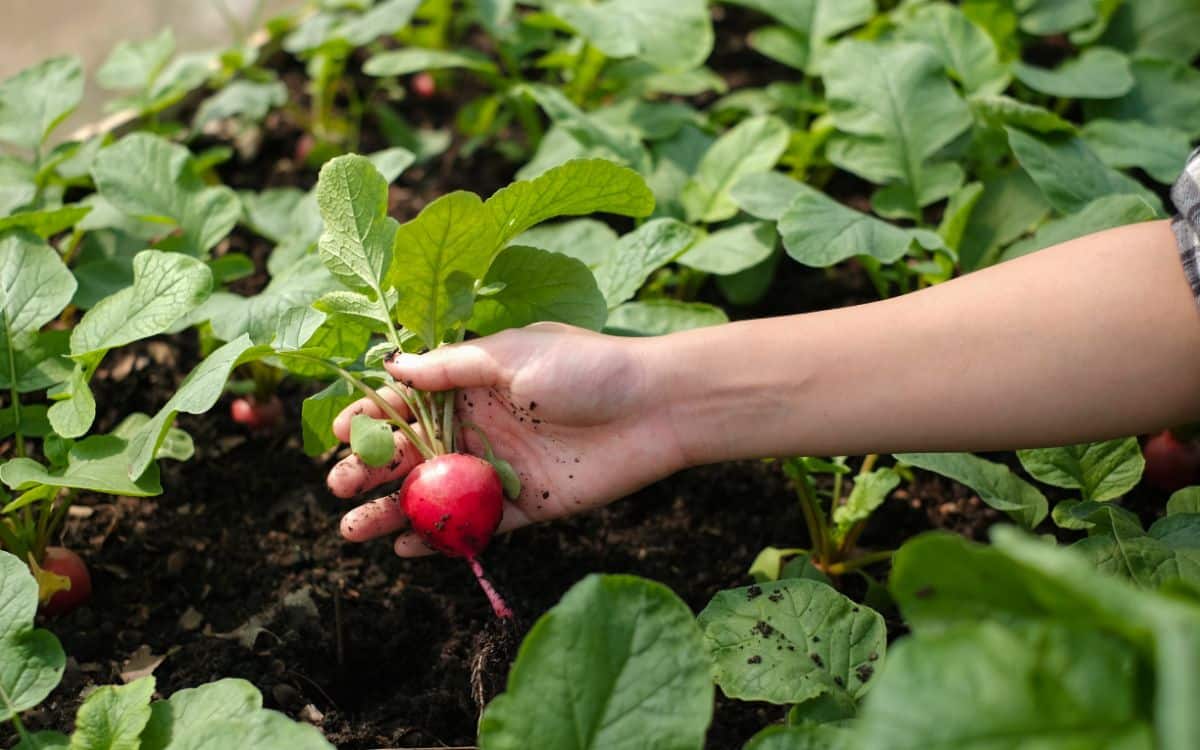 Radishes in a square foot garden