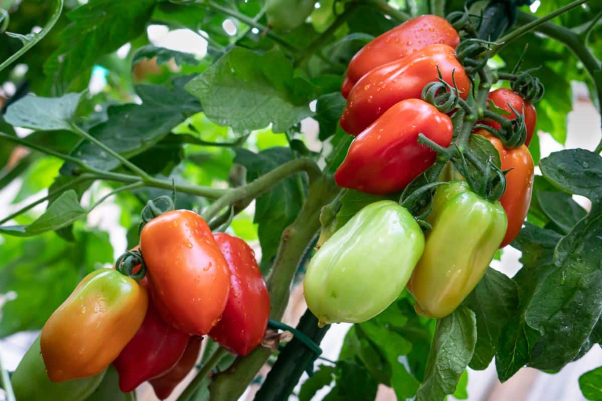 San Marzano tomatoes in various stages of ripening on the vine.