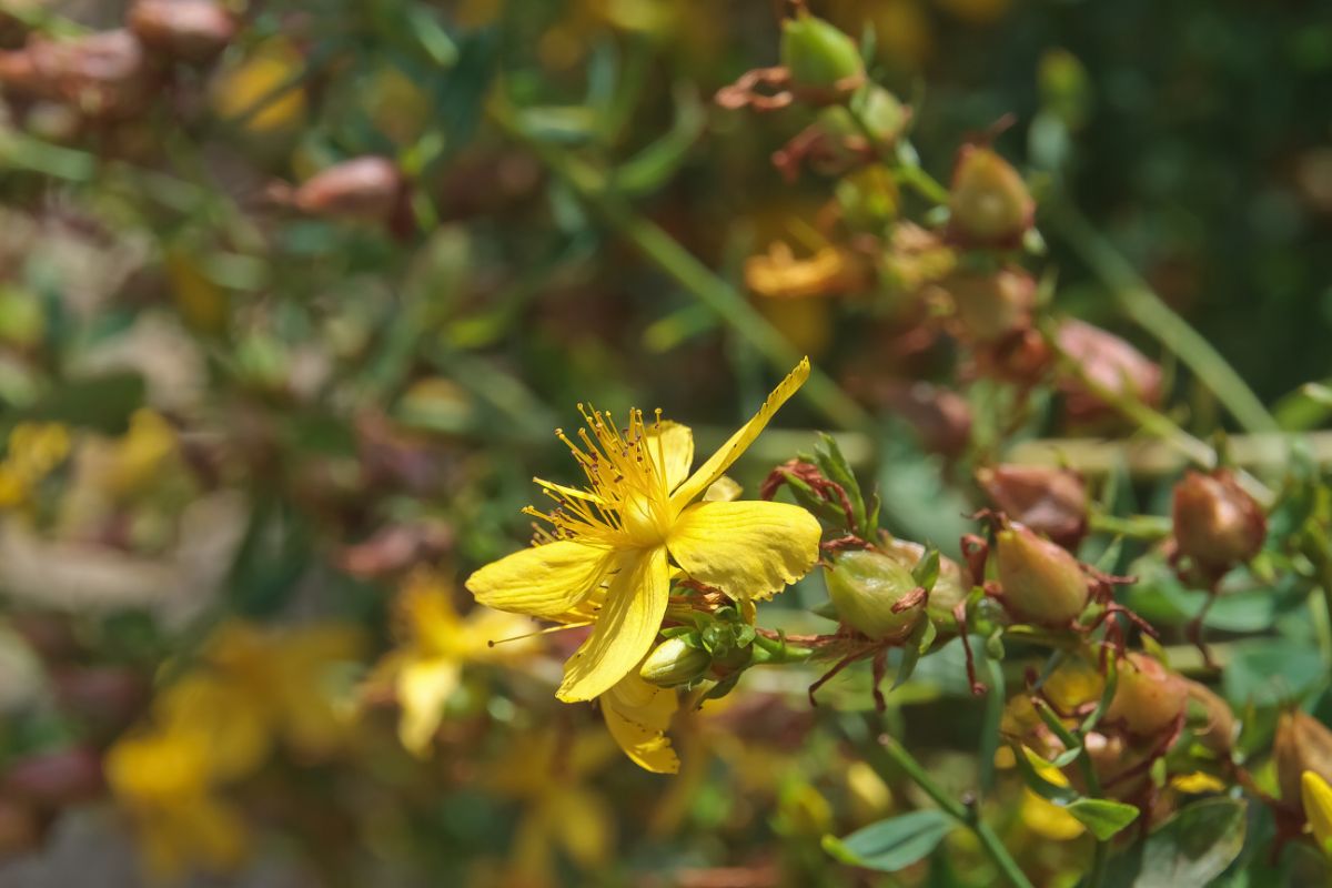 St Johns Wort goes to seed which can be planted to grow new specimens