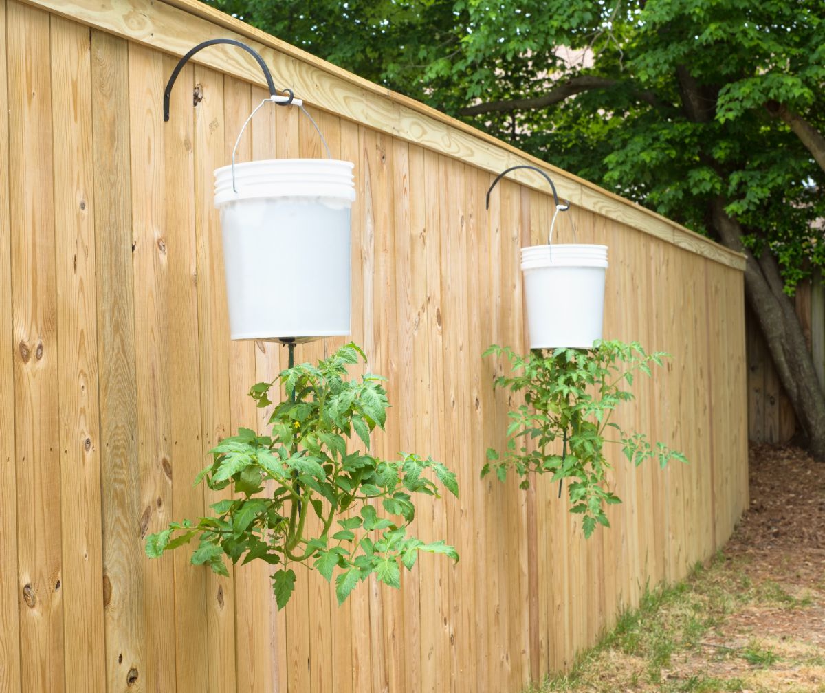 Tomatoes growing upside down in hanging buckets