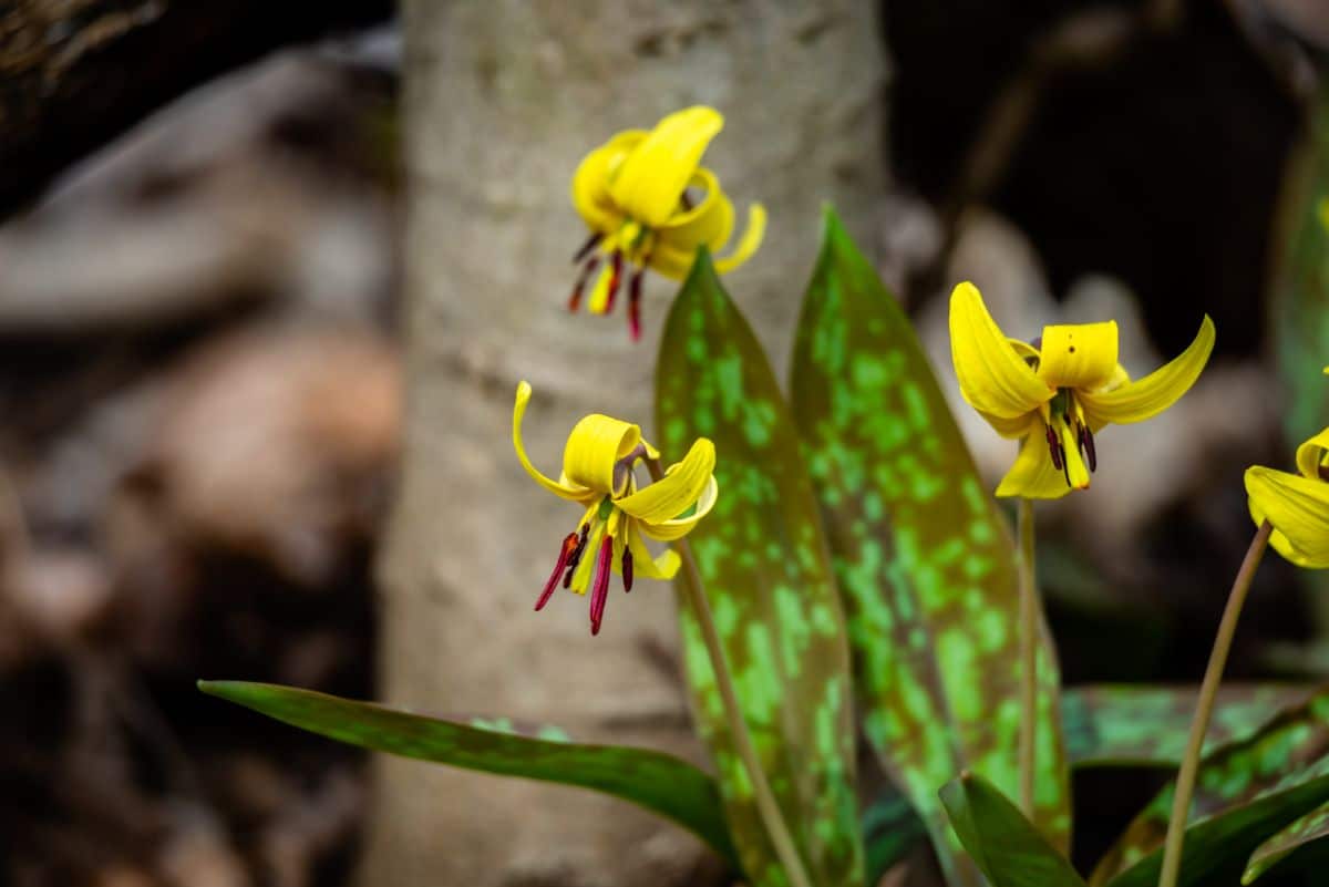 Speckled marsh lilies prefer not to have too much fertilizer