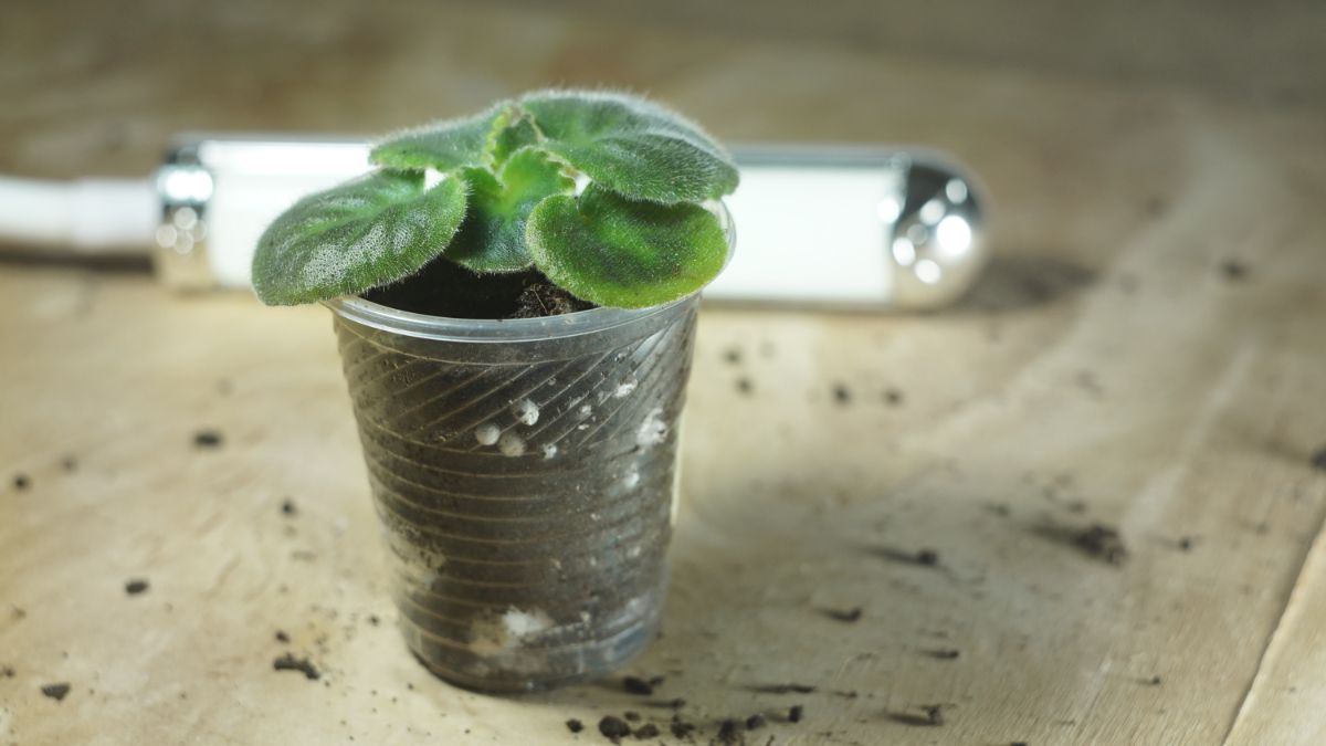 Clear containers make it easier to see if African violet cutting are rooting