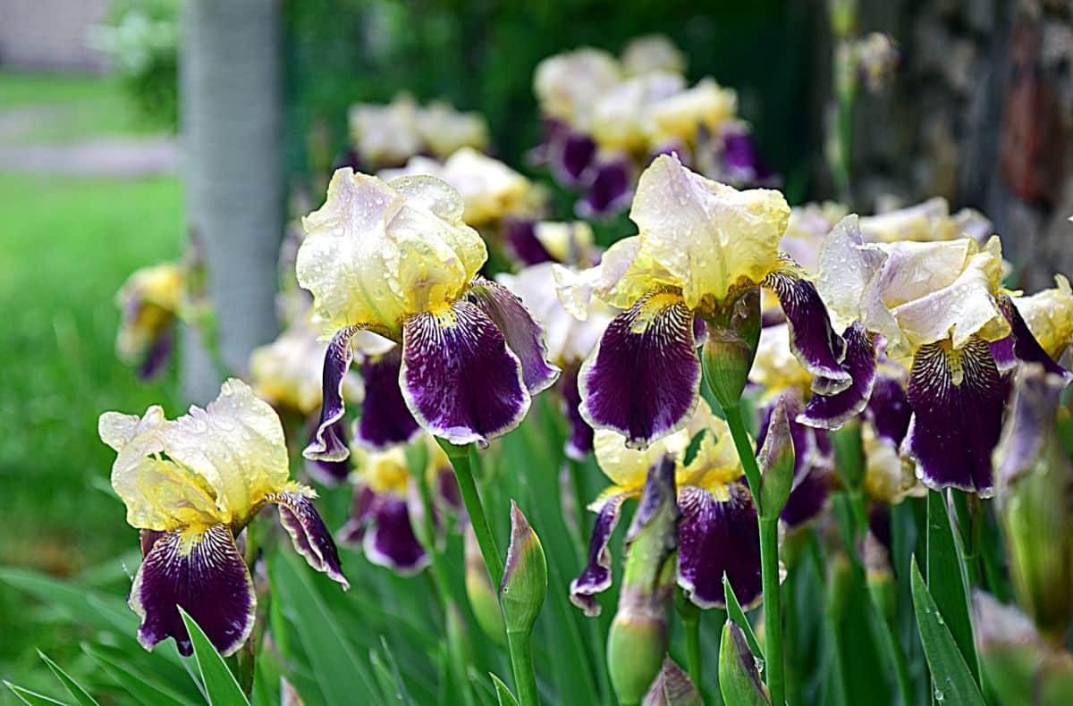 Yellow and purple bearded irises