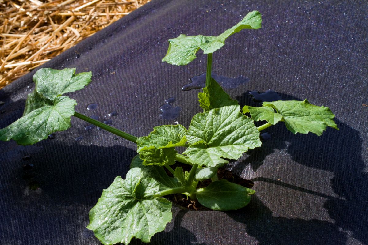 Weed barrier is used in a square foot gardening system