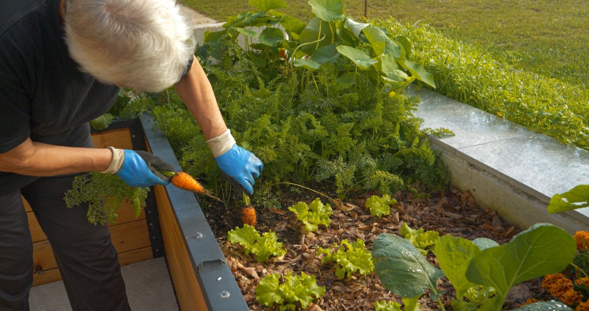 A man gardens in a raised bed filled with lighter soils