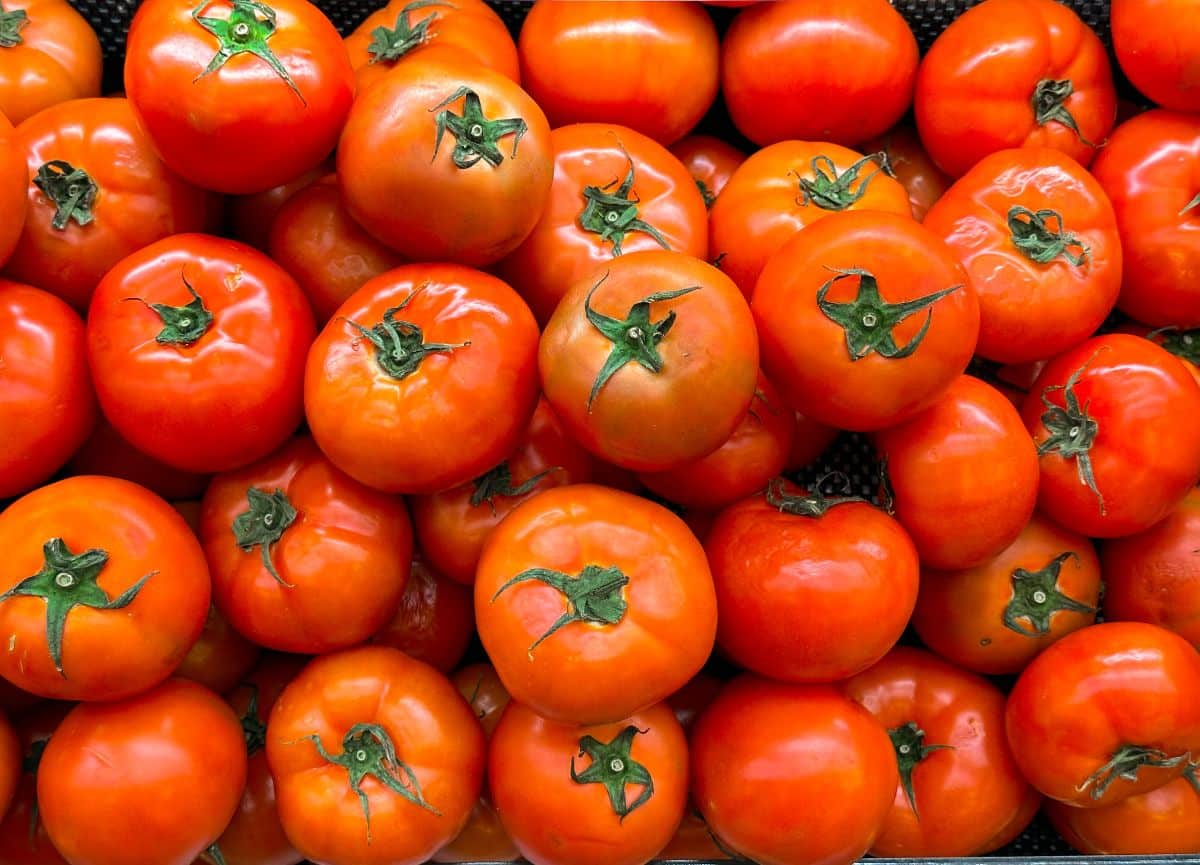 Celebrity tomatoes harvested and ready for preserving.