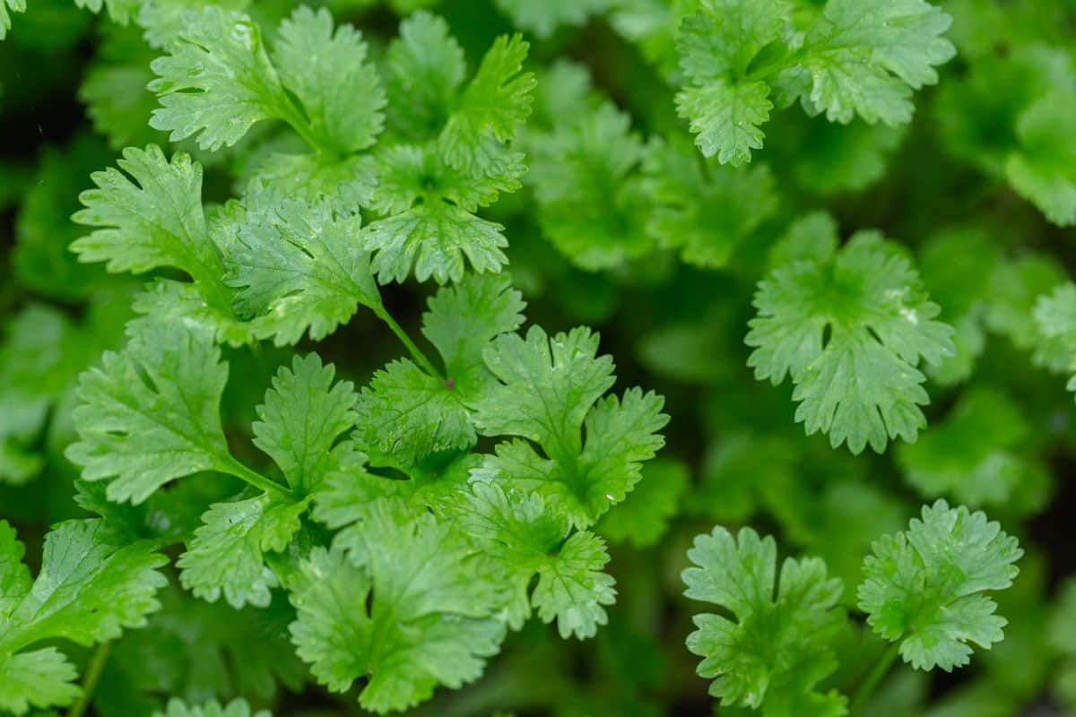 Young cilantro leaves