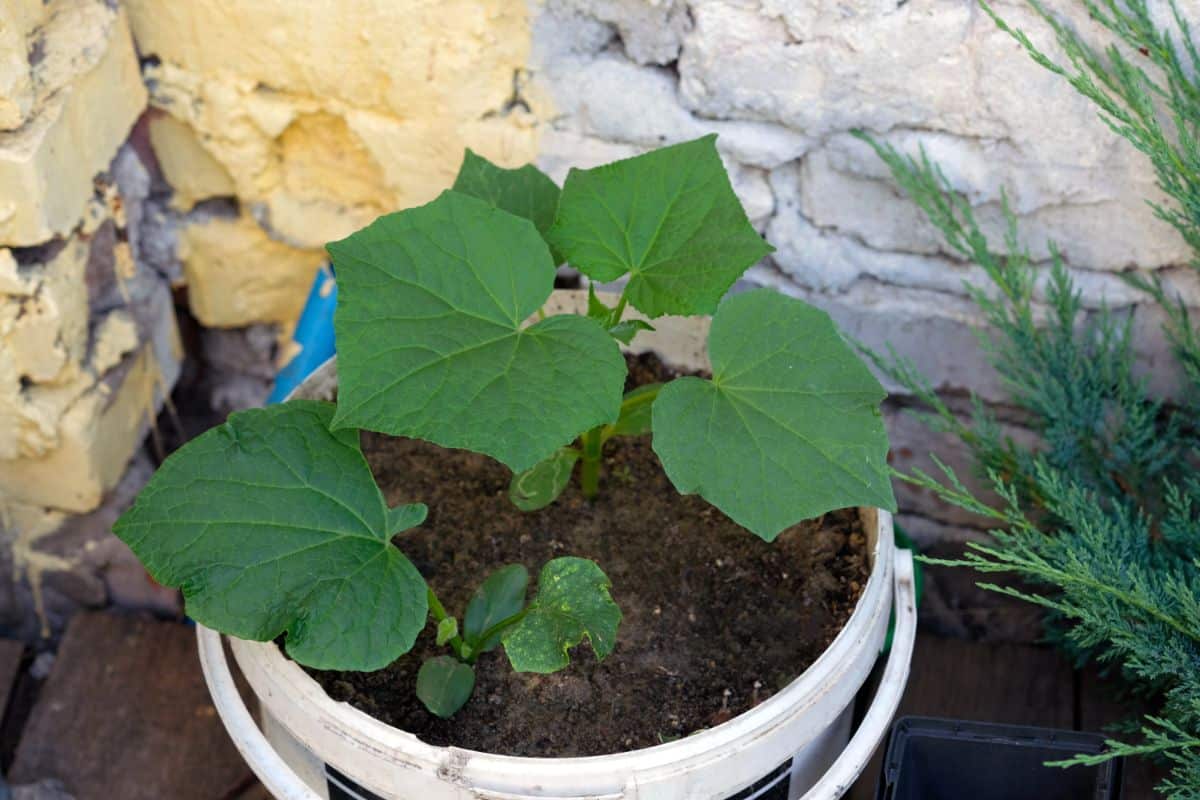 Bush cucumber plants growing in a bucket