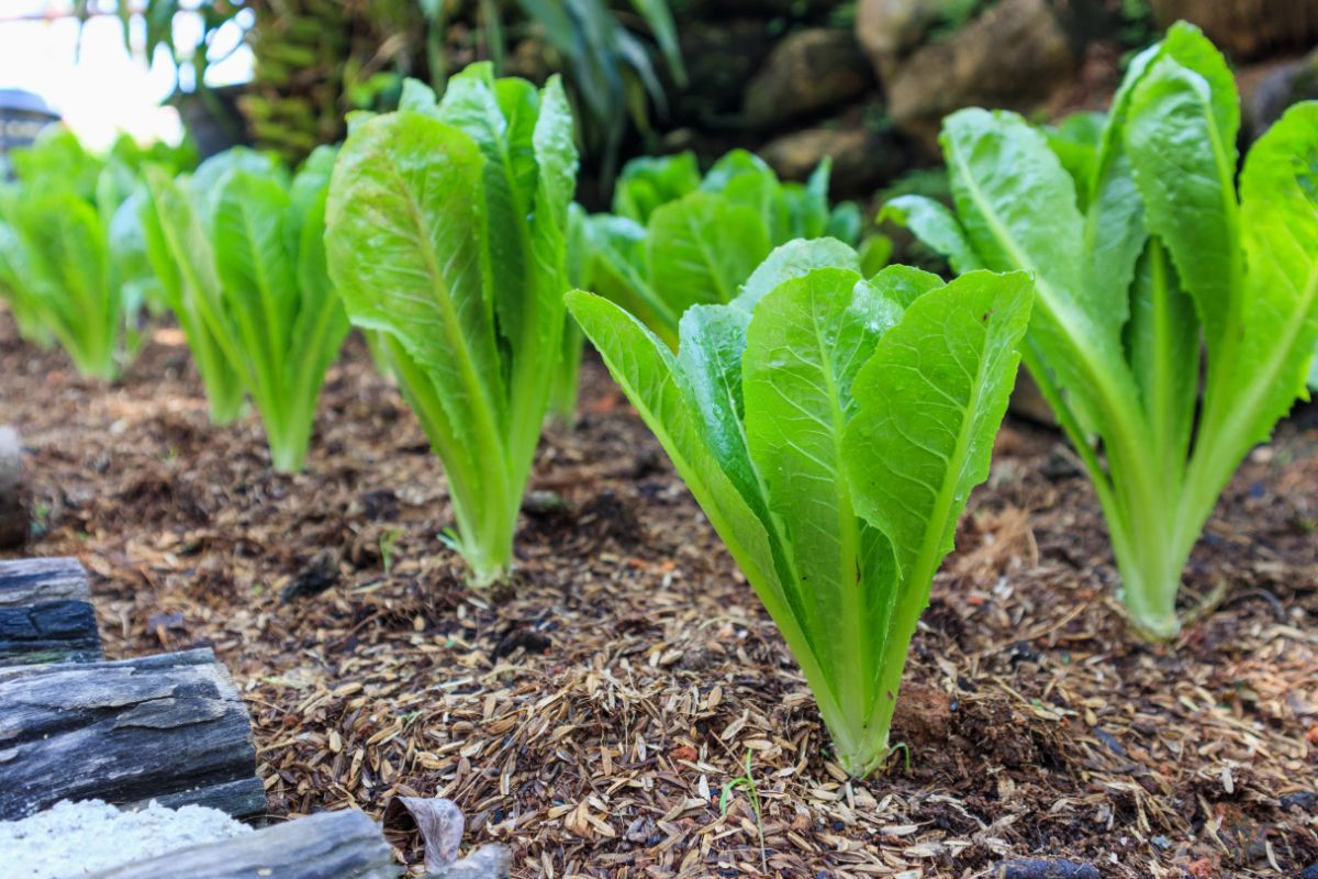 Young romaine lettuces heads growing in a square foot garden