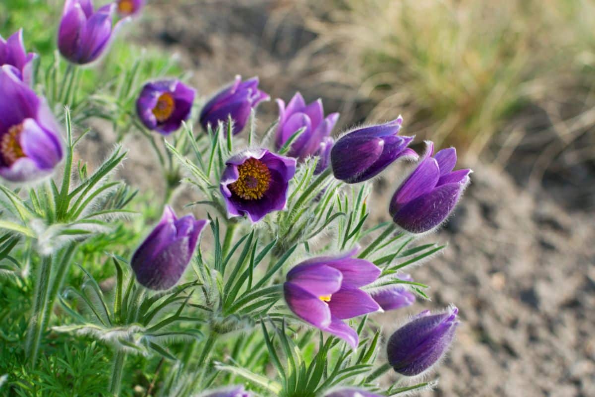 Pasqueflower looks almost painted with its light fuzz