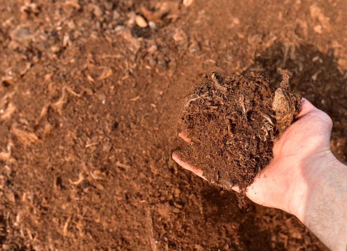 A gardener inspects soil with added peat moss in it