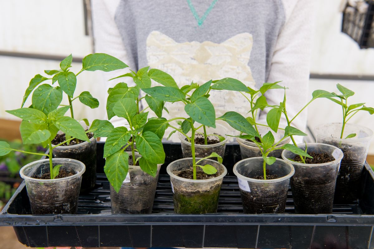 Seedlings are set into a tray for bottom watering.