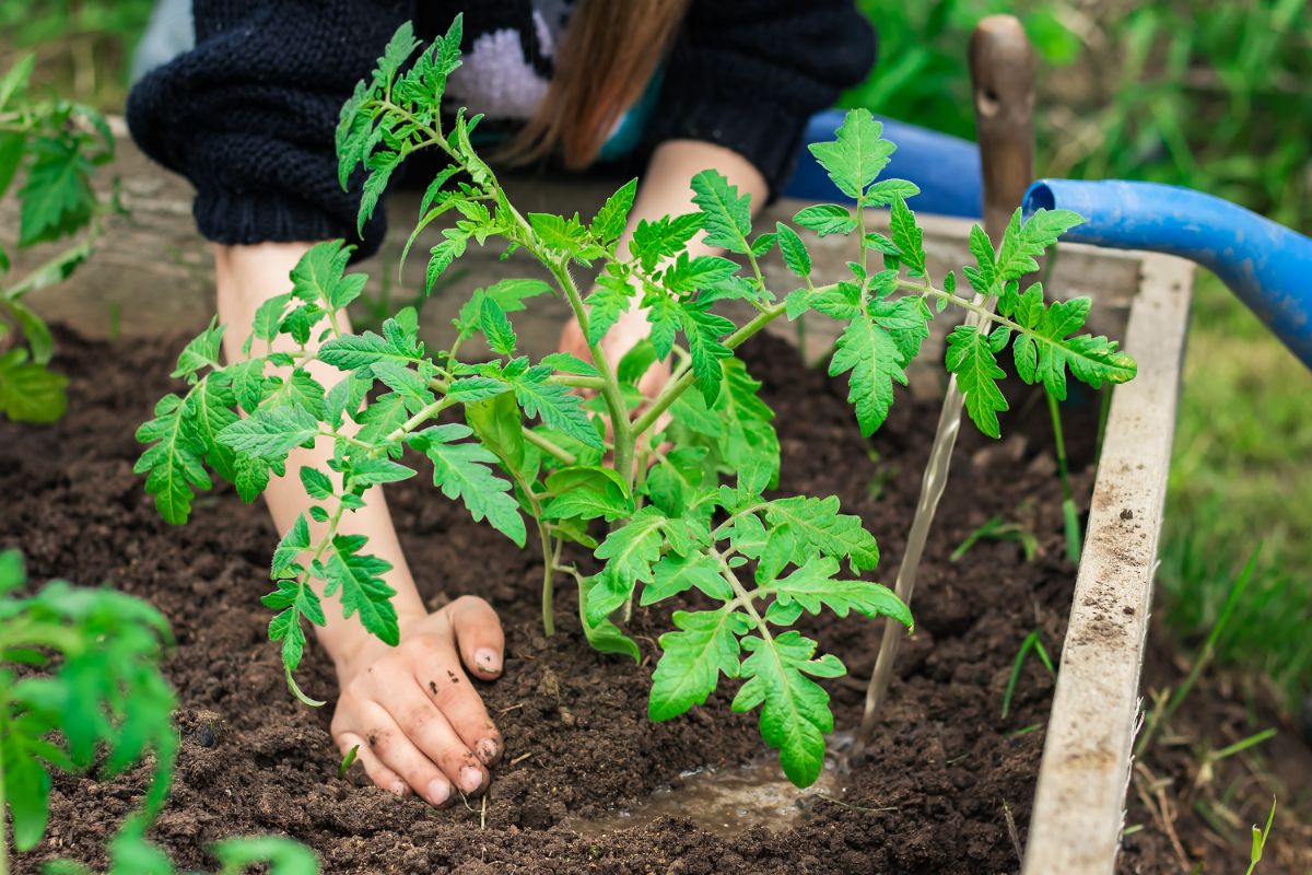 A gardener plants tomatoes in a bed where nightshades have not been planted 