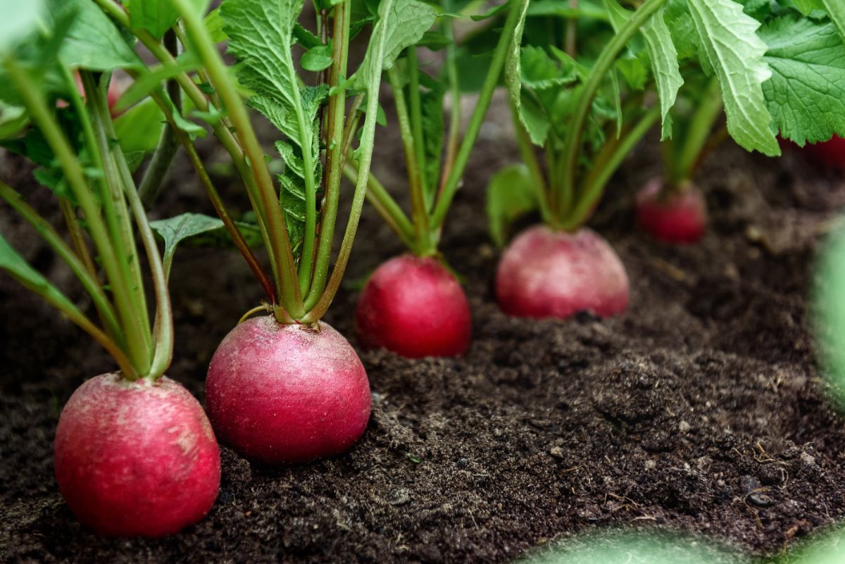 Radishes growing below brassica plants