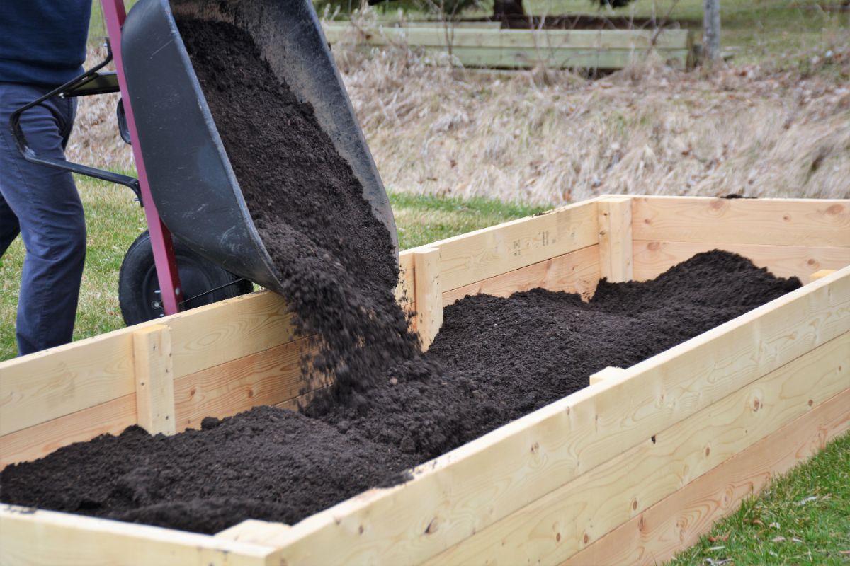 A gardener fills a raised bed with light garden soil