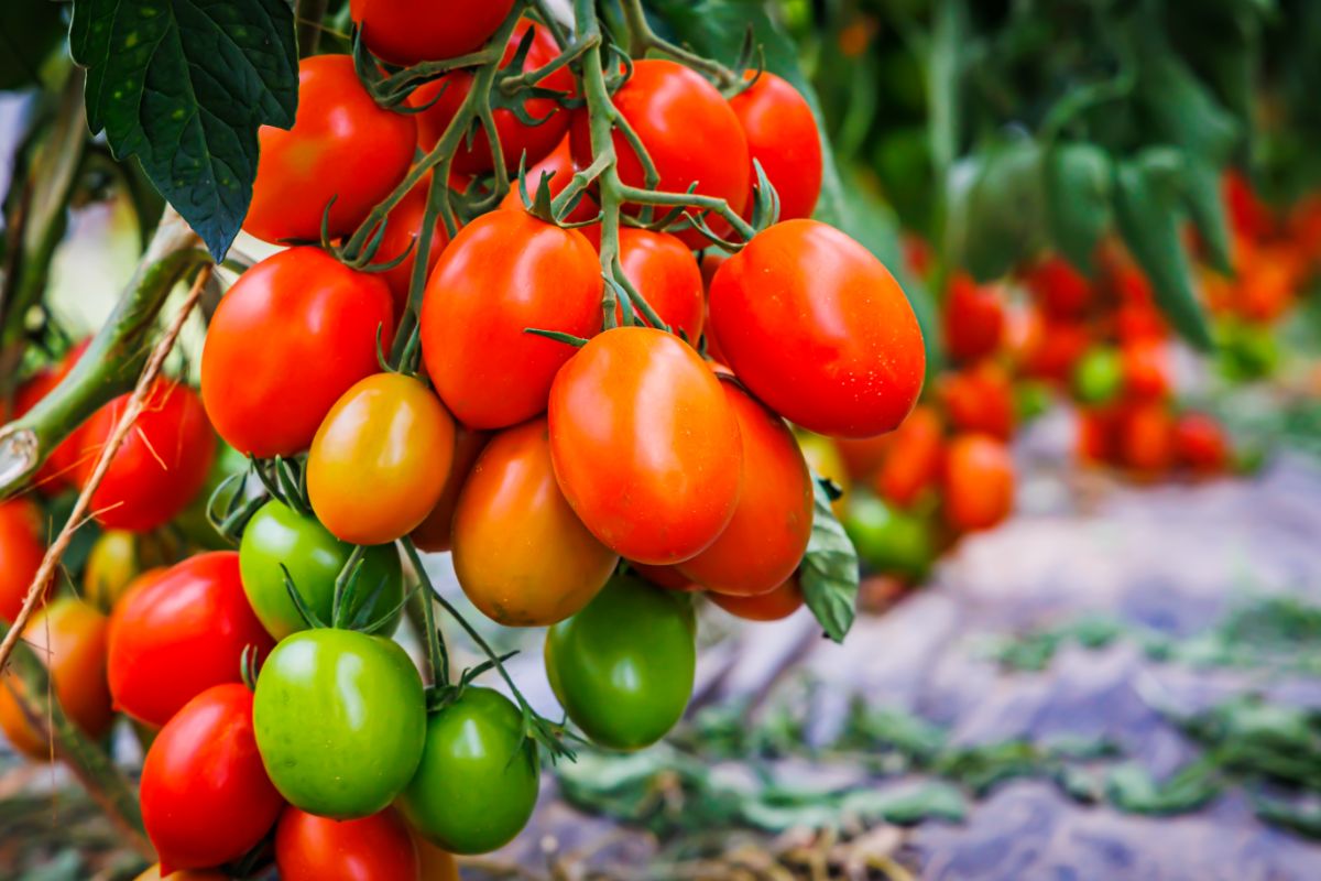 Semi-determinate tomatoes ripen closely together, but not all at the same time.