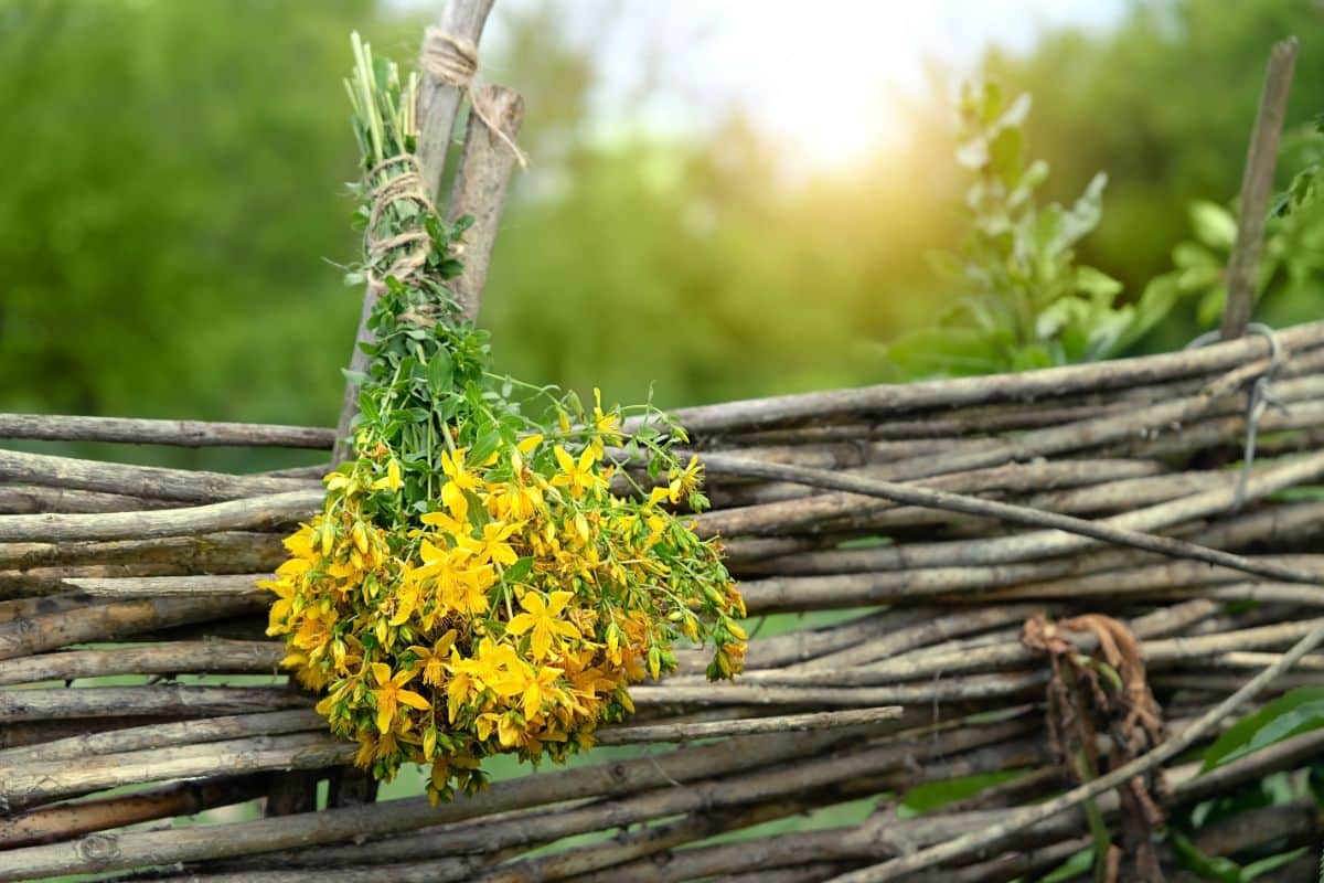 Full to partial sun is required for growing St Johns Wort