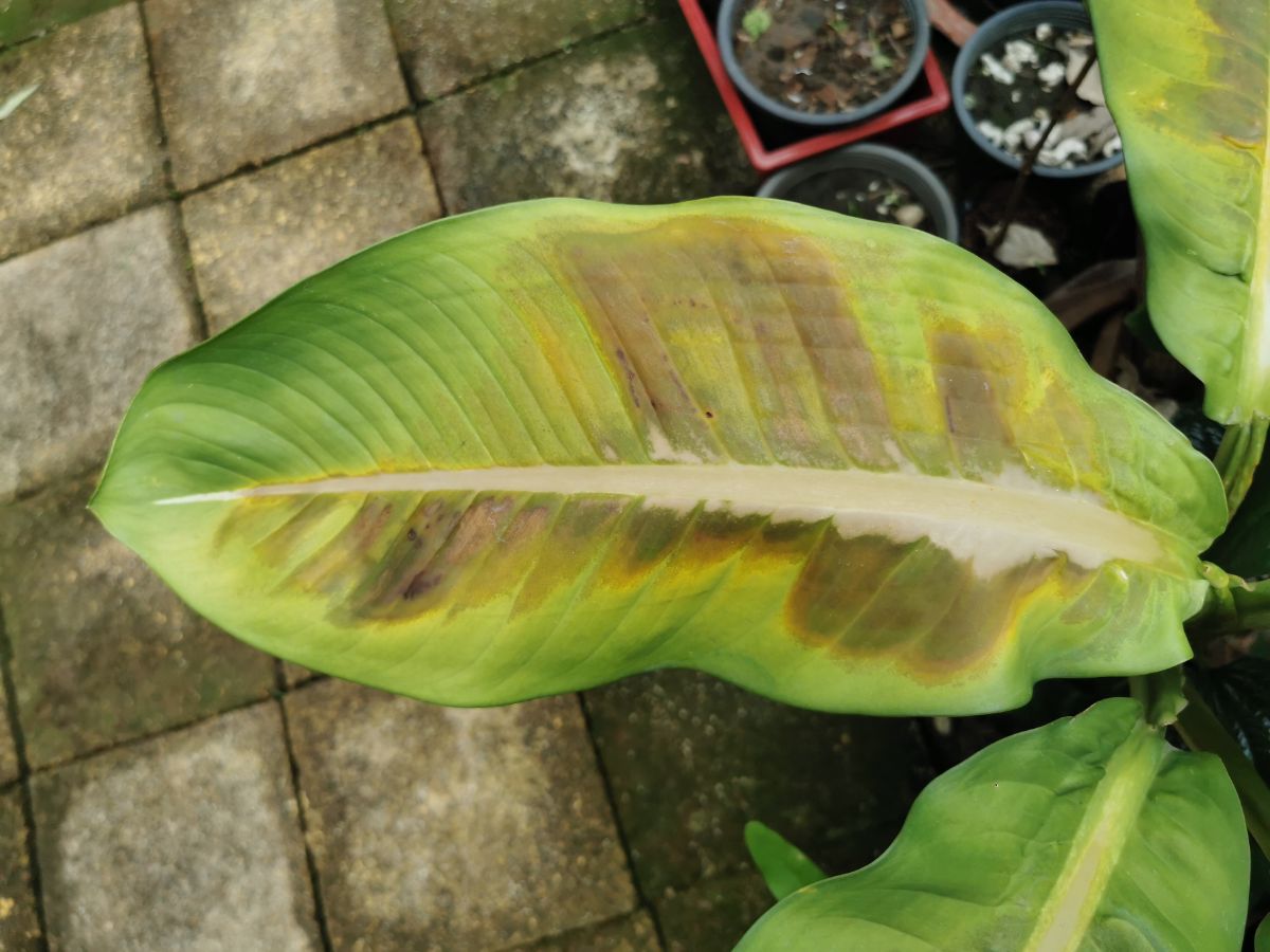 Yellow, burnt leaves on a houseplant