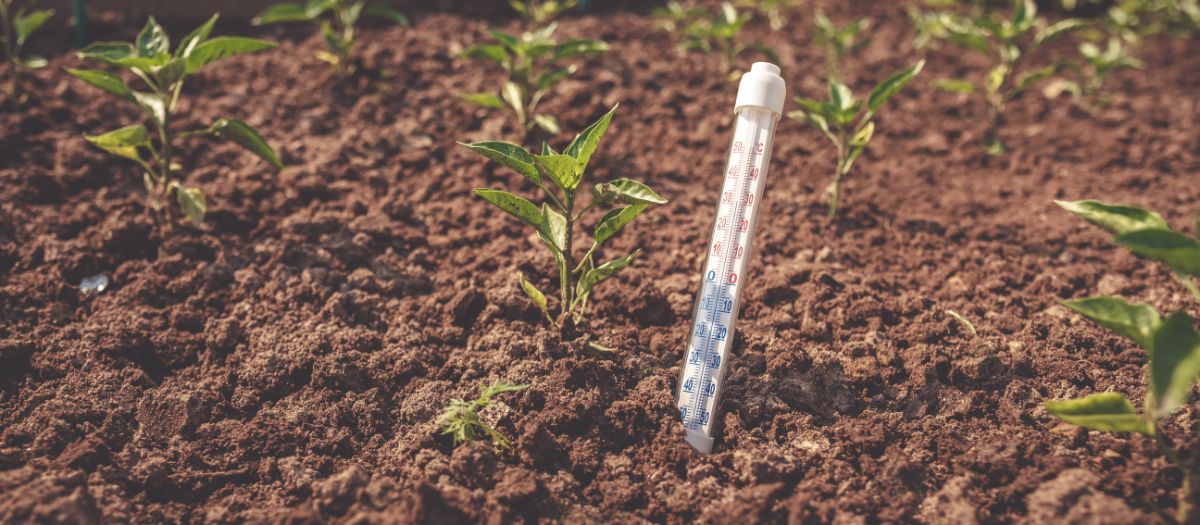 A thermometer is sunk into the soil to determine the right temperature for planting.