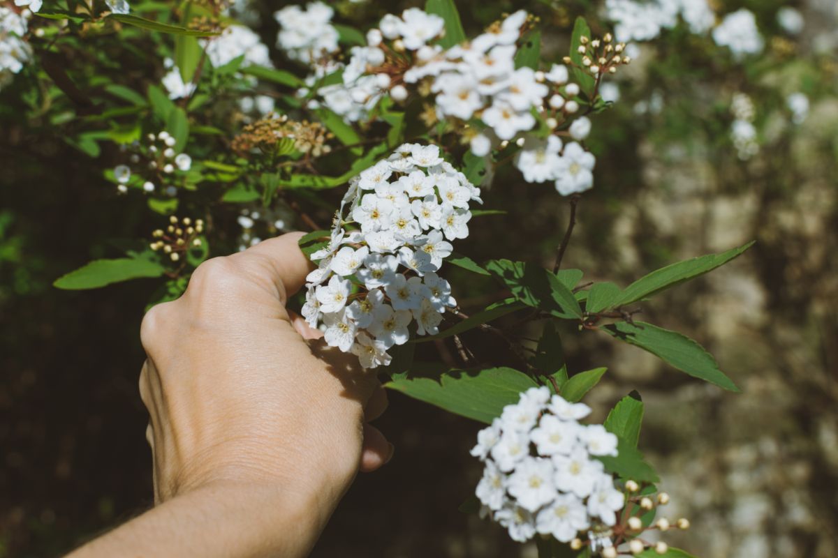 Viburnum can be grown in partial or full sun