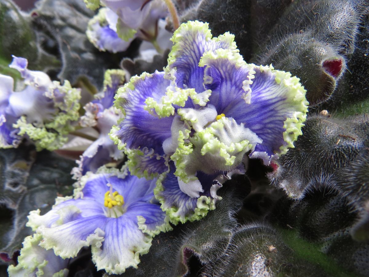 Propagating cuttings helps you share and expand varieties of African violet