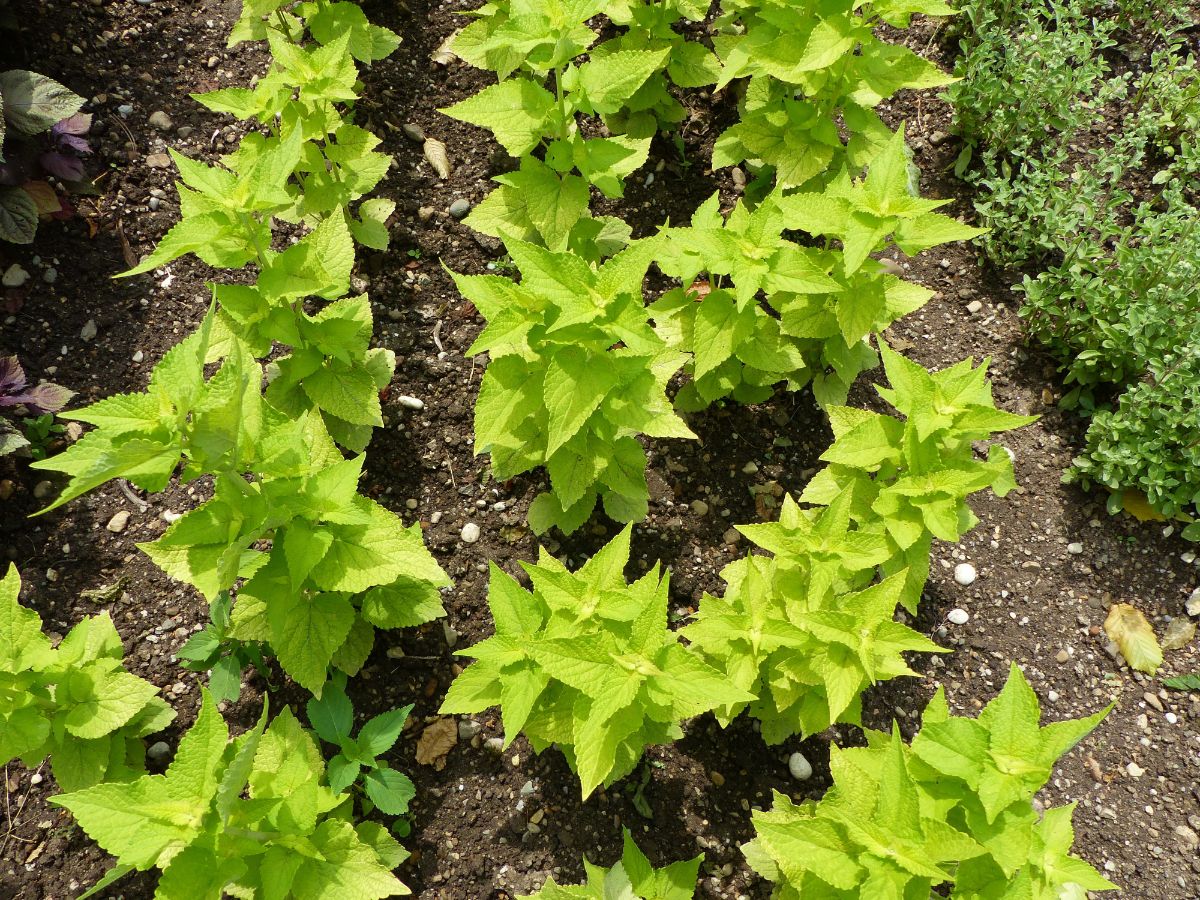 Anise hyssop grows from seed after cold stratifying